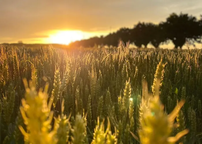 I Gelsi Di San Bernardino Fiorenzuola dʼArda