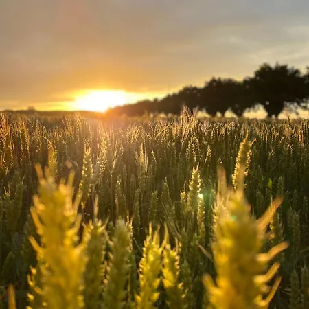 I Gelsi Di San Bernardino Fiorenzuola dʼArda